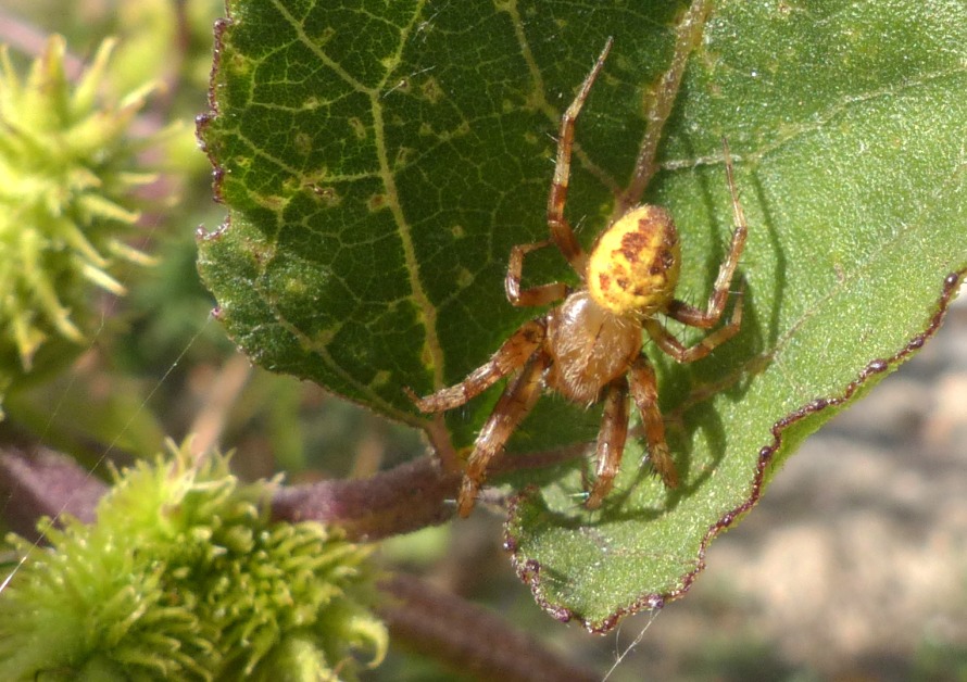 Araneus sp.